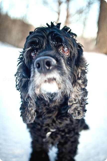 chocolate moose images, minneapolis pet photographer, minneapolis pet portraits, minneapolis pet portrait photographer, dog photography, dog portraits, Wisconsin, minneapolis, cocker spaniel, black dog, old dog