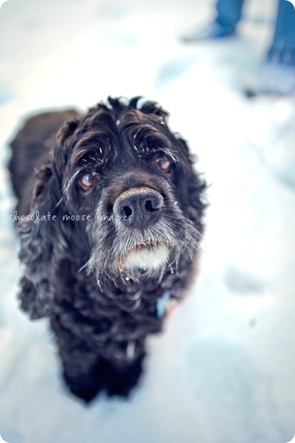 chocolate moose images, minneapolis pet photographer, minneapolis pet portraits, minneapolis pet portrait photographer, dog photography, dog portraits, Wisconsin, minneapolis, cocker spaniel, black dog, old dog