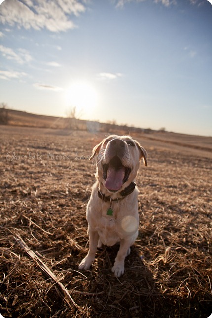 chocolate moose images, roux, pet photography, dog portraits, yellow lab, iowa farm