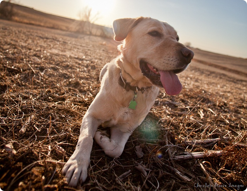 chocolate moose images, roux, pet photography, dog portraits, yellow lab, iowa farm