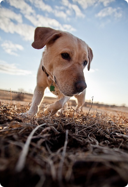 chocolate moose images, roux, pet photography, dog portraits, yellow lab, iowa farm