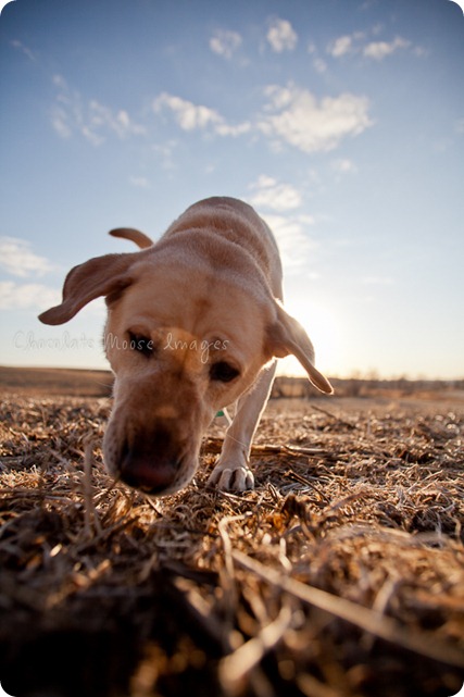 chocolate moose images, roux, pet photography, dog portraits, yellow lab, iowa farm