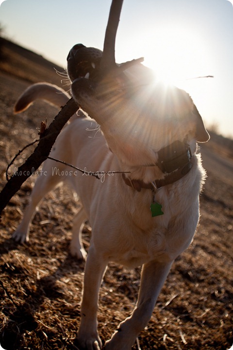 chocolate moose images, roux, pet photography, dog portraits, yellow lab, iowa farm