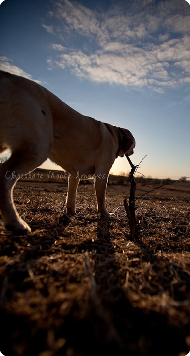 chocolate moose images, roux, pet photography, dog portraits, yellow lab, iowa farm