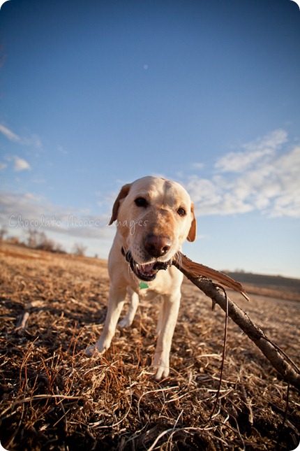 chocolate moose images, roux, pet photography, dog portraits, yellow lab, iowa farm