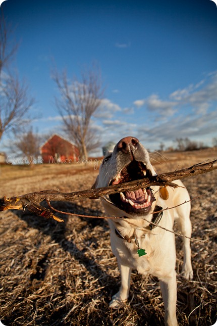 chocolate moose images, roux, pet photography, dog portraits, yellow lab, iowa farm