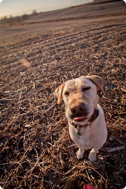 chocolate moose images, roux, pet photography, dog portraits, yellow lab, iowa farm