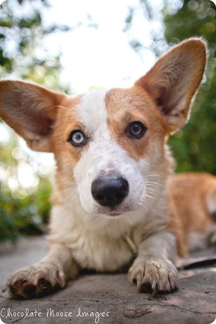 wylie, corgi, minneapolise pet photographer, chocolate moose images. dog portraits, pet photography, iowa, kid and dog