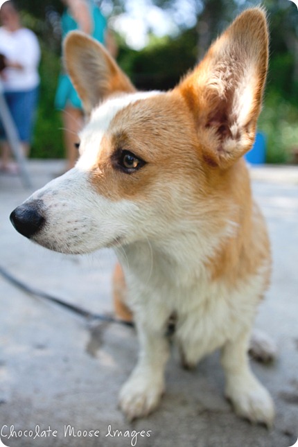 wylie, corgi, minneapolise pet photographer, chocolate moose images. dog portraits, pet photography, iowa, kid and dog