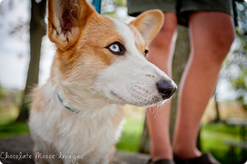 wylie, corgi, minneapolise pet photographer, chocolate moose images. dog portraits, pet photography, iowa, kid and dog