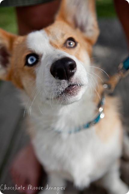 wylie, corgi, minneapolise pet photographer, chocolate moose images. dog portraits, pet photography, iowa, kid and dog