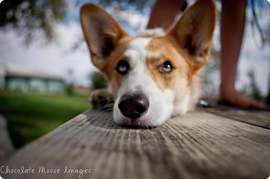 wylie, corgi, minneapolise pet photographer, chocolate moose images. dog portraits, pet photography, iowa, kid and dog