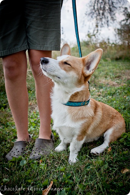 wylie, corgi, minneapolise pet photographer, chocolate moose images. dog portraits, pet photography, iowa, kid and dog