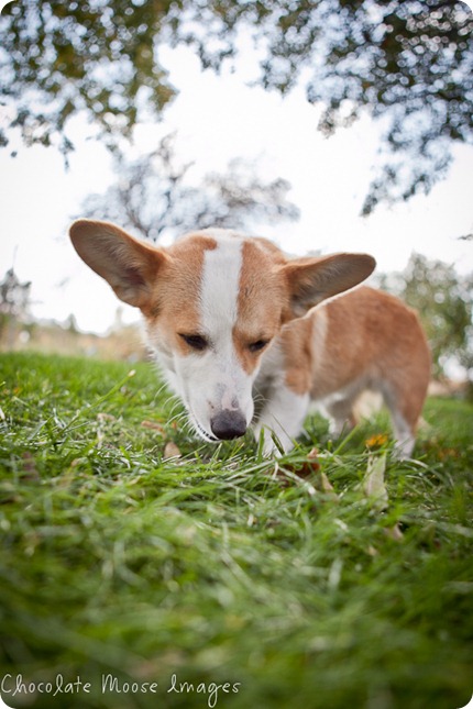 wylie, corgi, minneapolise pet photographer, chocolate moose images. dog portraits, pet photography, iowa, kid and dog