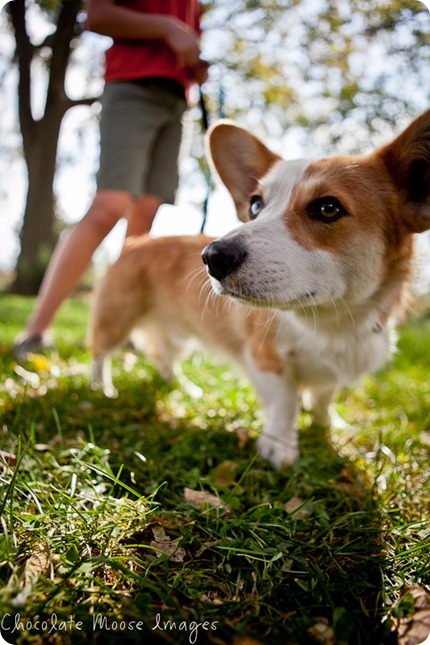 wylie, corgi, minneapolise pet photographer, chocolate moose images. dog portraits, pet photography, iowa, kid and dog