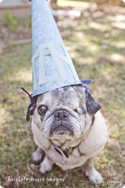 Chocolate Moose Images, pet photography, pet portrait photography, minneapolis pet portrait photographer, dog portaits, cat portraits, contest, birthday, minneapolis, minnesota, cutest pet, prizes