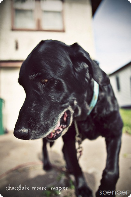 Chocolate Moose Images, pet photography, pet portrait photography, minneapolis pet portrait photographer, dog portaits, cat portraits, contest, birthday, minneapolis, minnesota, cutest pet, prizes