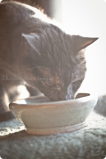 chocolate moose images, minneapolis pet photographer, woody's pet food deli, cat food, diet, pet food, meat, minnesota, cat portraits, mini muffins, meat muffins, cats