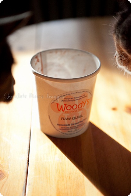 chocolate moose images, minneapolis pet photographer, woody's pet food deli, cat food, diet, pet food, meat, minnesota, cat portraits, mini muffins, meat muffins, cats