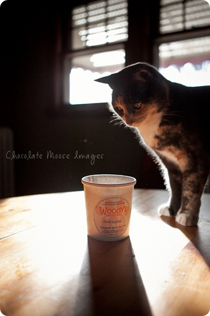 chocolate moose images, minneapolis pet photographer, woody's pet food deli, cat food, diet, pet food, meat, minnesota, cat portraits, mini muffins, meat muffins, cats