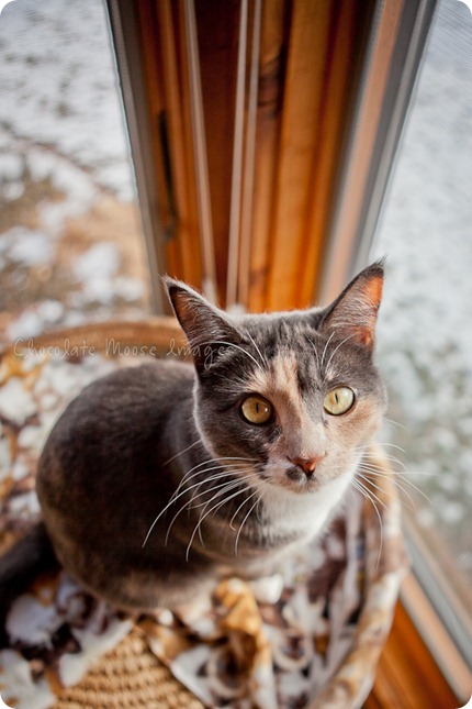 chocolate moose images, minneapolis pet photographer, woody's pet food deli, cat food, diet, pet food, meat, minnesota, cat portraits, mini muffins, meat muffins, cats