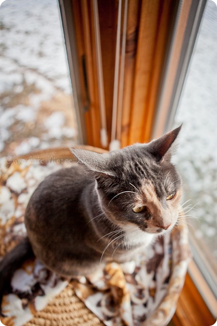 chocolate moose images, minneapolis pet photographer, woody's pet food deli, cat food, diet, pet food, meat, minnesota, cat portraits, mini muffins, meat muffins, cats