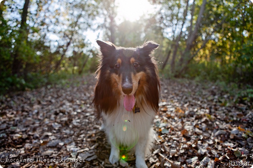 Chocolate Moose Images, pet photography, pet portrait photography, minneapolis pet portrait photographer, dog portaits, cat portraits, contest, birthday, minneapolis, minnesota, cutest pet, prizes