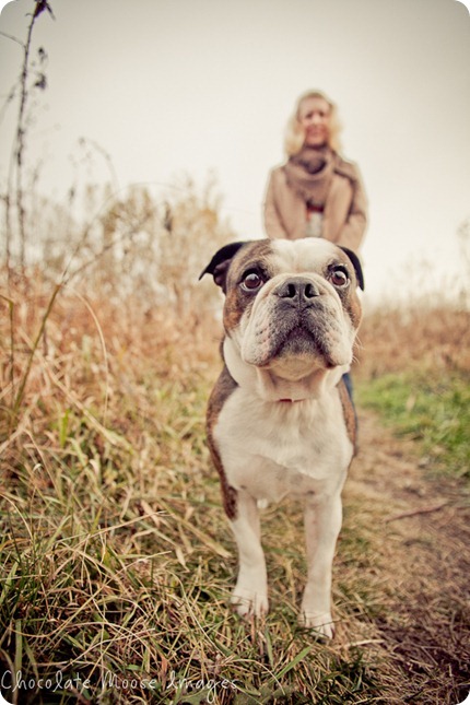 chocolate moose images, pet photos, dogs photo, minneapolis pet portrats, minneapolis pet photographer, minnesota, dog pictures, river valley, miniature bulldog