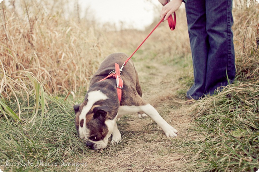 chocolate moose images, pet photos, dogs photo, minneapolis pet portrats, minneapolis pet photographer, minnesota, dog pictures, river valley, miniature bulldog