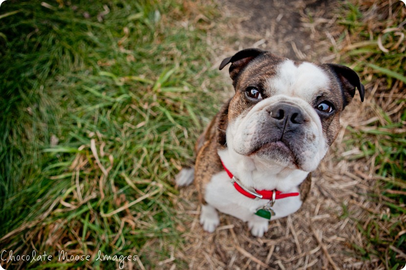 chocolate moose images, pet photos, dogs photo, minneapolis pet portrats, minneapolis pet photographer, minnesota, dog pictures, river valley, miniature bulldog