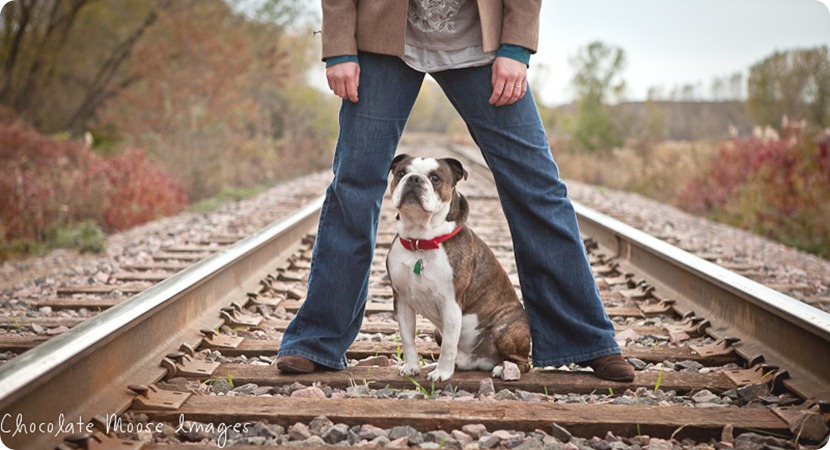 chocolate moose images, pet photos, dogs photo, minneapolis pet portrats, minneapolis pet photographer, minnesota, dog pictures, river valley, miniature bulldog