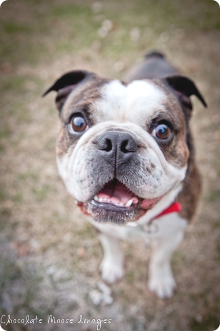 chocolate moose images, pet photos, dogs photo, minneapolis pet portrats, minneapolis pet photographer, minnesota, dog pictures, river valley, miniature bulldog