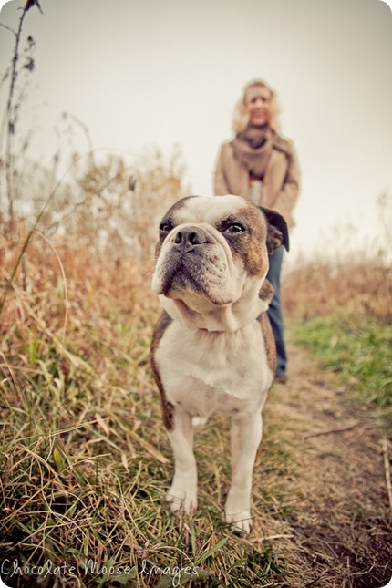 chocolate moose images, pet photos, dogs photo, minneapolis pet portrats, minneapolis pet photographer, minnesota, dog pictures, river valley, miniature bulldog