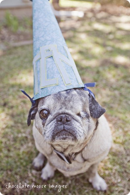 Chocolate Moose Images, pet photography, pet portrait photography, minneapolis pet portrait photographer, dog portaits, cat portraits, contest, birthday, minneapolis, minnesota, cutest pet, prizes