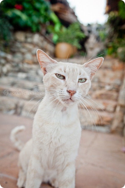 Cat photos of an orange, Mexican beach cat from a recent vacation. 