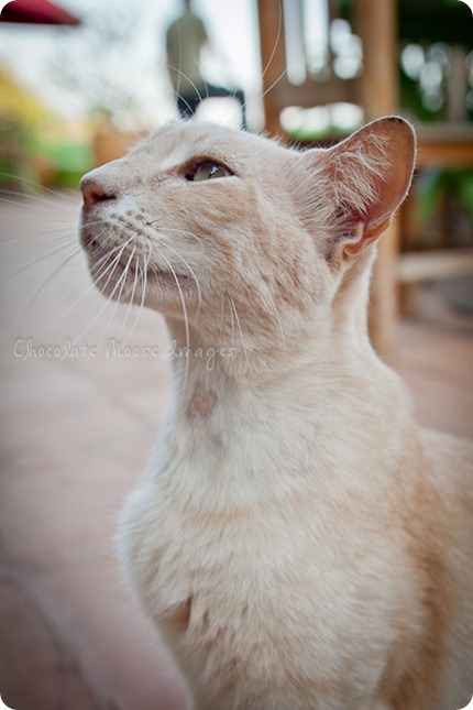 Cat photos of an orange, Mexican beach cat from a recent vacation. 