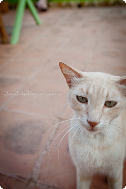 Cat photos of an orange, Mexican beach cat from a recent vacation. 