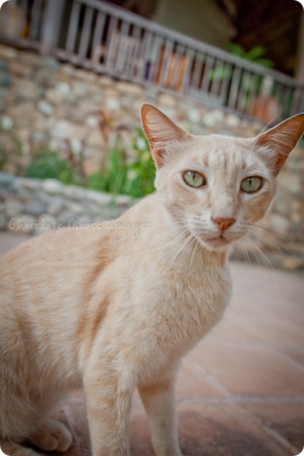 Cat photos of an orange, Mexican beach cat from a recent vacation. 