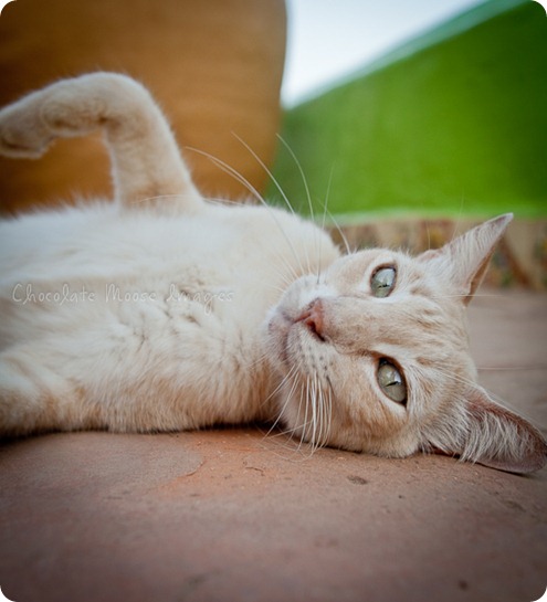 Cat photos of an orange, Mexican beach cat from a recent vacation. 