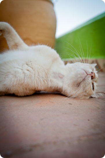 Cat photos of an orange, Mexican beach cat from a recent vacation. 