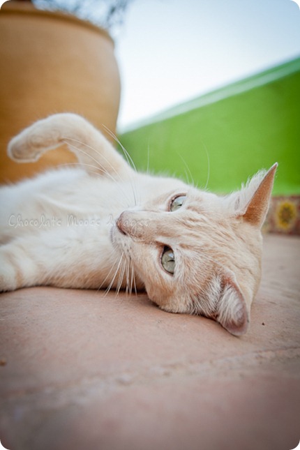 Cat photos of an orange, Mexican beach cat from a recent vacation. 