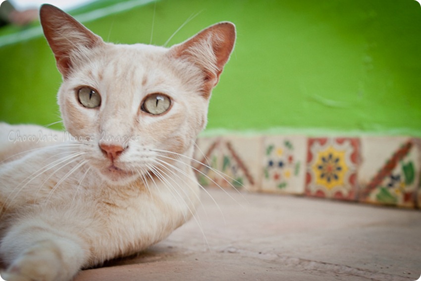 Cat photos of an orange, Mexican beach cat from a recent vacation. 