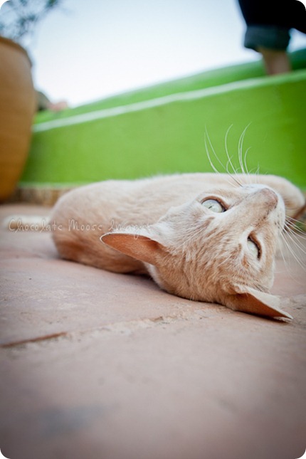 Cat photos of an orange, Mexican beach cat from a recent vacation. 