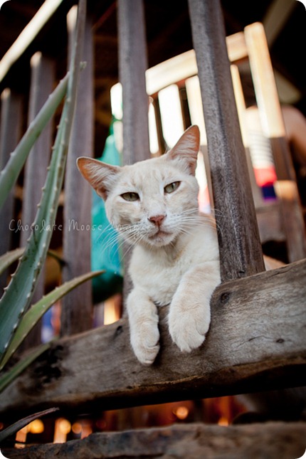 Cat photos of an orange, Mexican beach cat from a recent vacation. 