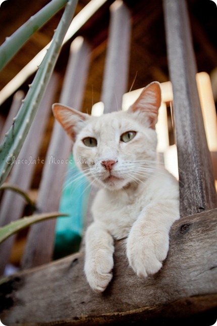 Cat photos of an orange, Mexican beach cat from a recent vacation. 