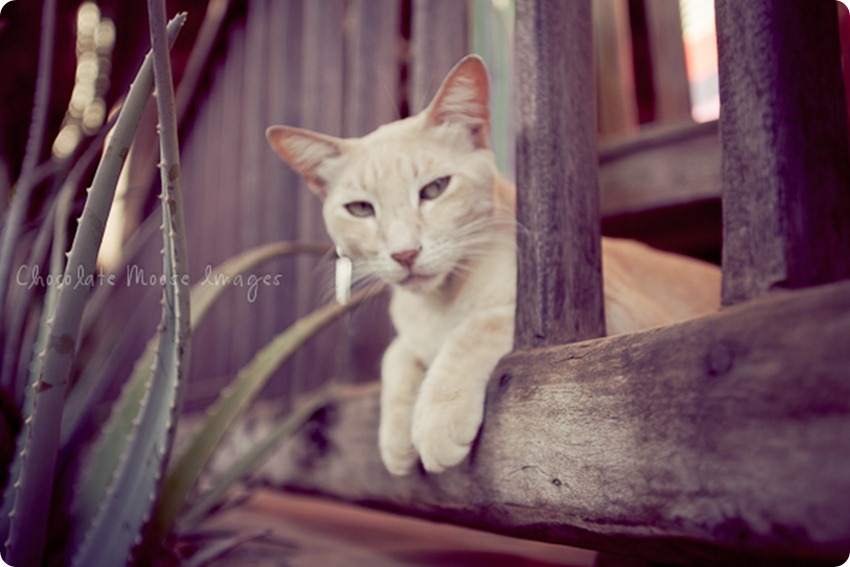 Cat photos of an orange, Mexican beach cat from a recent vacation. 