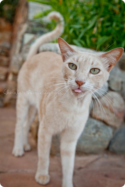 Cat photos of an orange, Mexican beach cat from a recent vacation. 