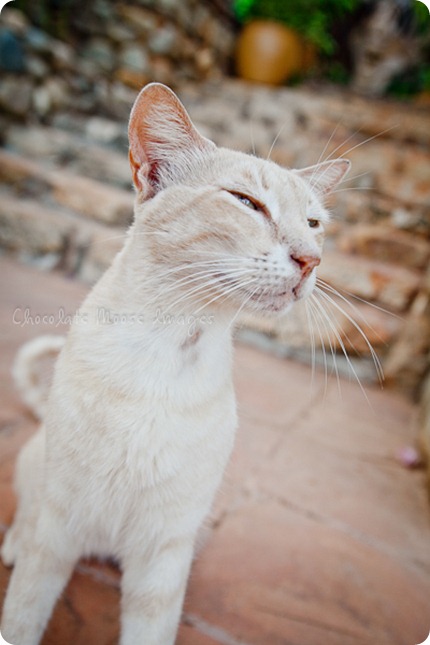 Cat photos of an orange, Mexican beach cat from a recent vacation. 