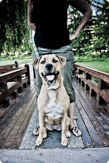 Pit bull, Lilah, poses with her mom at Lake Harriet in Minneapolis on a hot summer night before splashing in the lake to cool this pup down