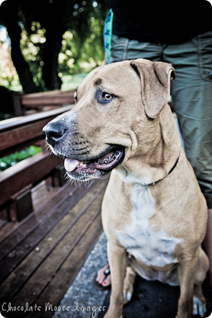 Pit bull, Lilah, poses with her mom at Lake Harriet in Minneapolis on a hot summer night before splashing in the lake to cool this pup down